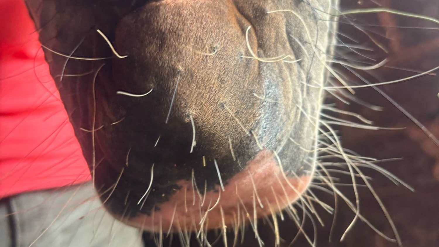 Equi-Paste Use Case on Equine Warts