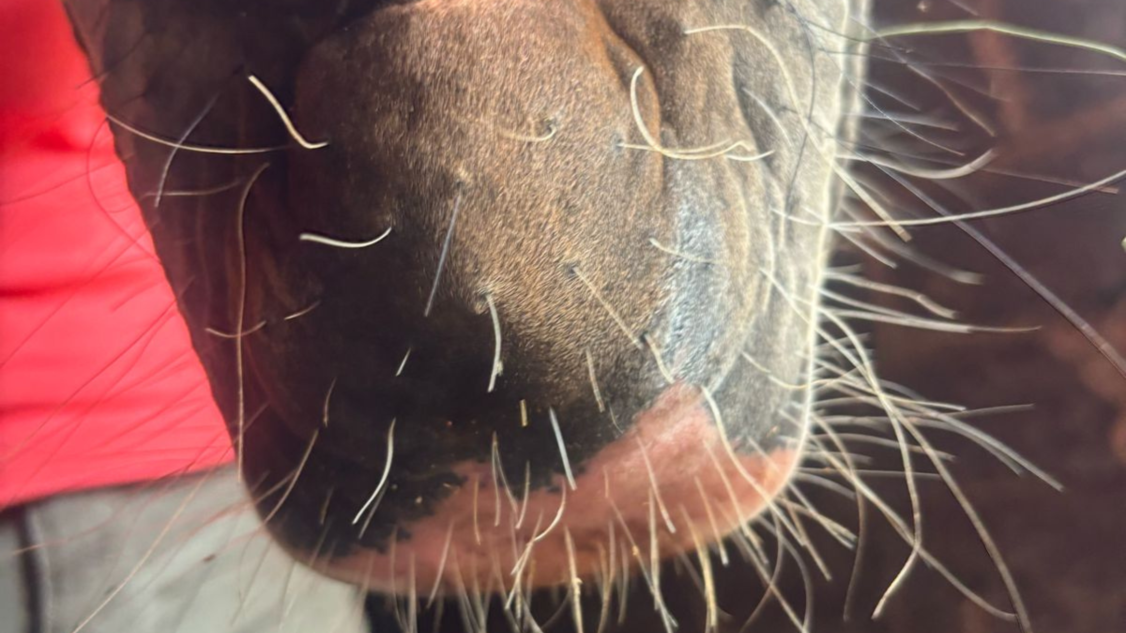 Equi-Paste Use Case on Equine Warts