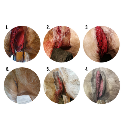 EQUI-GEL - Topical Wound Treatment Gel